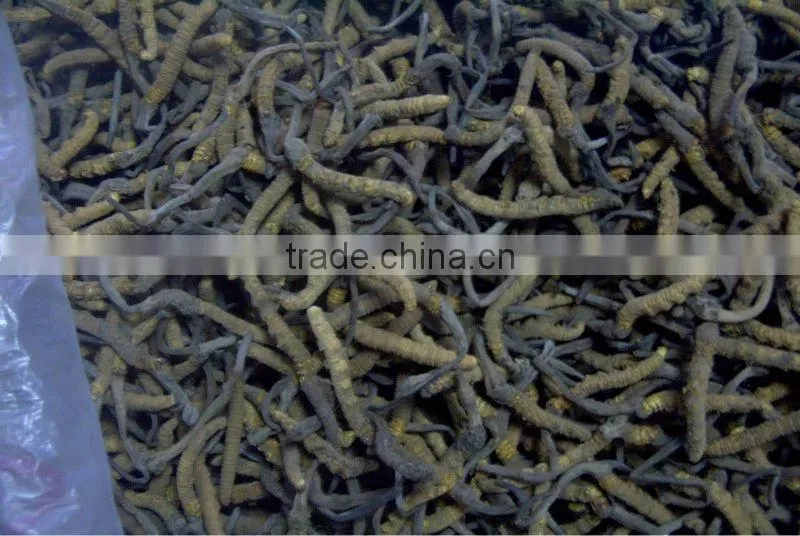 Natural cordyceps sinensis