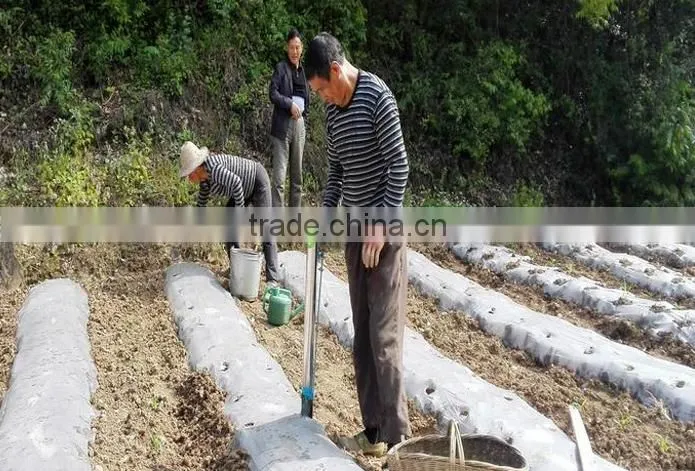 stainless steel vegetable seed planter