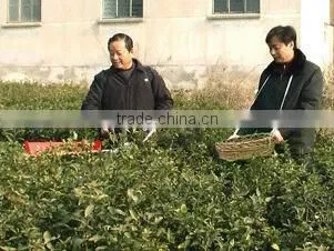 Tea plucking machine