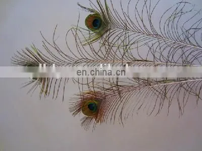 Factory directly sale 80-90cm wholesale stable quality peacock Feathers in stock