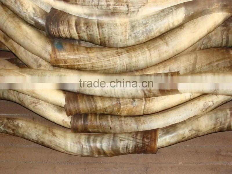 High Quality Hot Sale Kola Nuts
