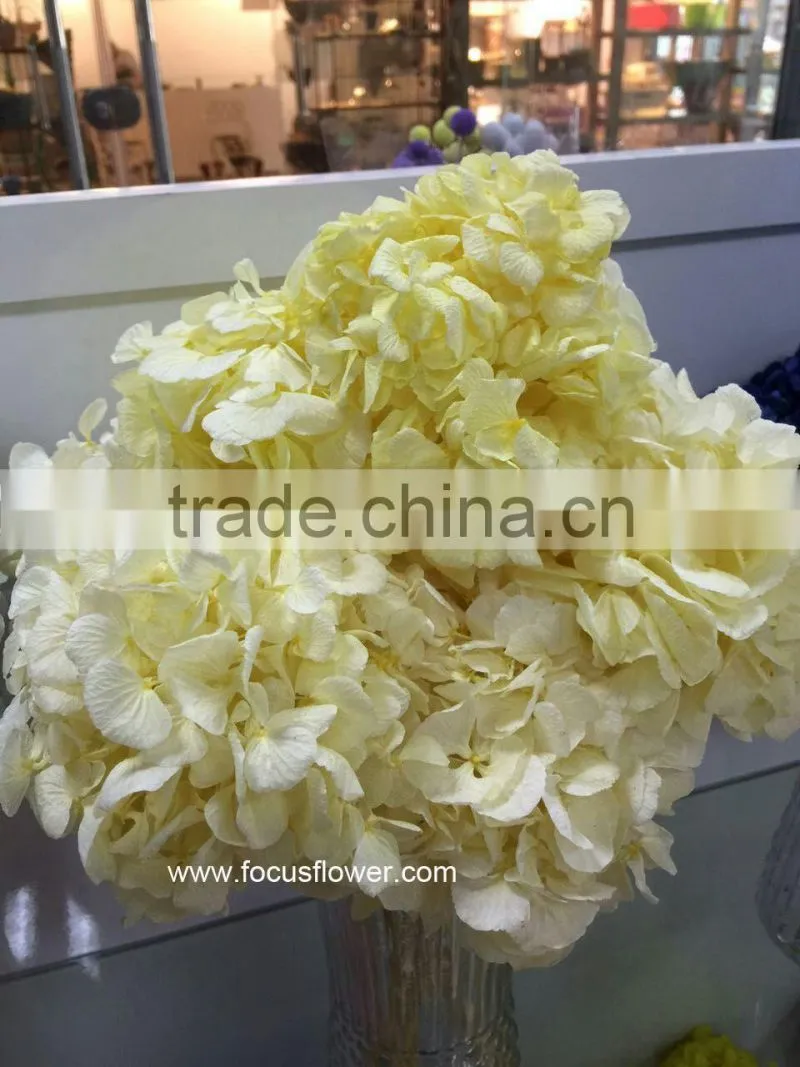 Wholesale Preserved Flower White Hydrangea With High Quality