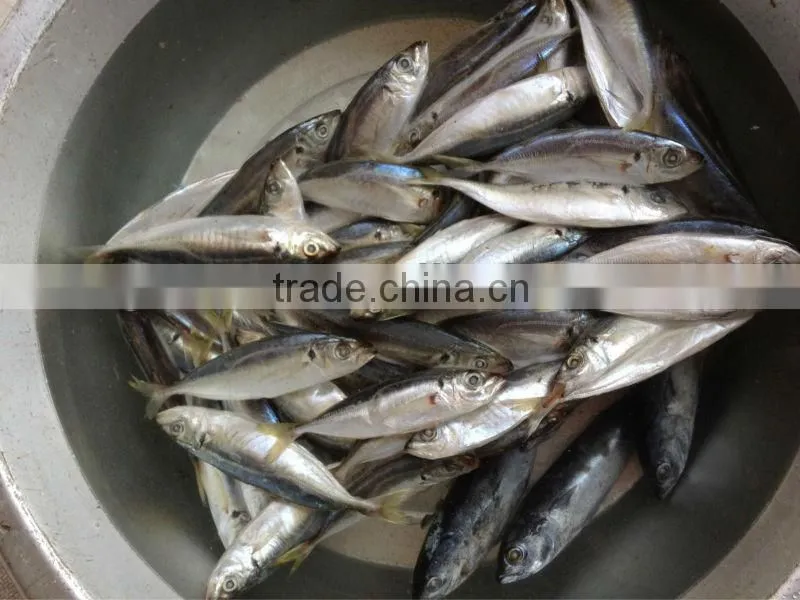 12-14pcs/kg Frozen Whole Round Scad Fish