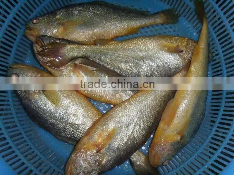 High Quality Of IQF Frozen Yellow Croaker In China