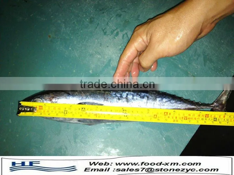 Fresh Bonito Frozen whole Bonito