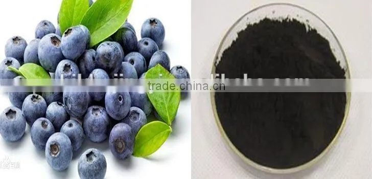 Natural blueberry extract blueberry powder