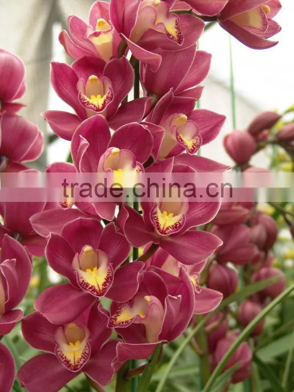 Cymbidium flower