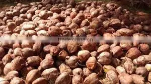 Fresh vegetables and fruits in organic
