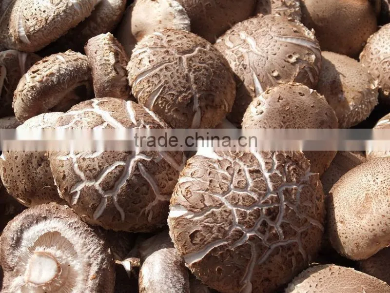 Best fresh organic shiitake mushroom export to south korea