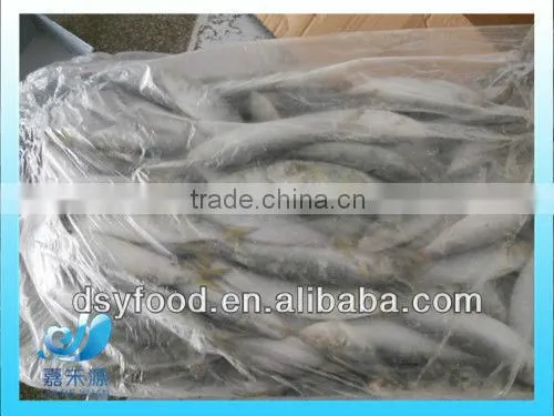 frozen fresh sardine