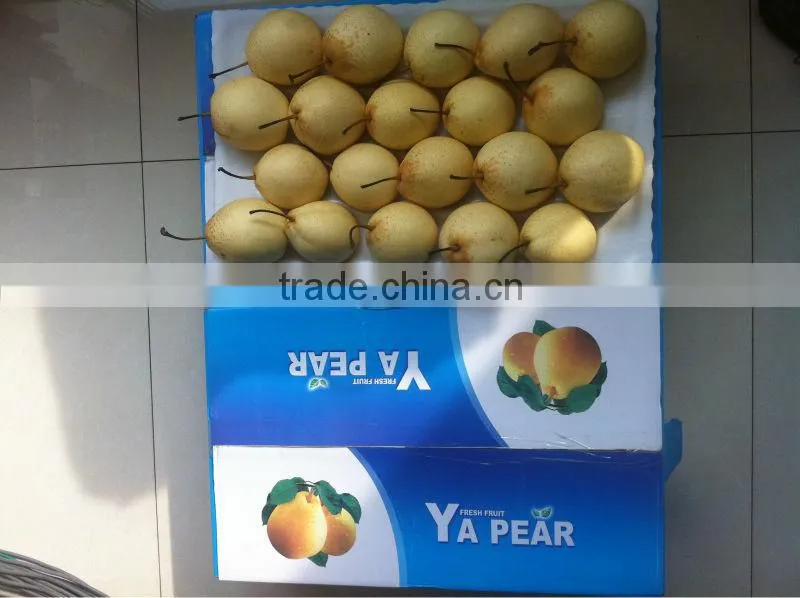 Ya pear New crop fresh pear wholsale