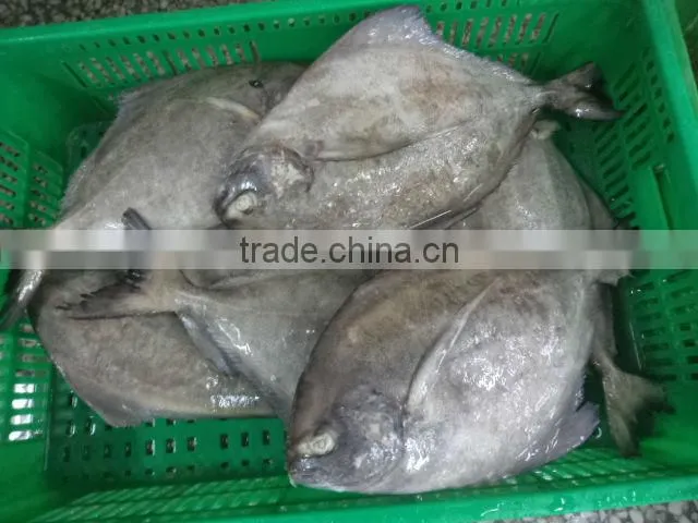 Frozen Black Pomfret