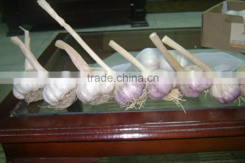 Garlic