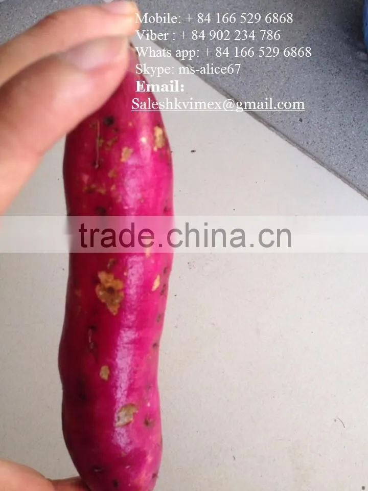 FRESH SWEET POTATO EXPORT IN VIET NAM