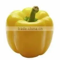 FRESH SWEET BELL PEPPER