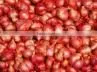 Fresh Onion ( Red - Yellow - White - spring) crops 2014