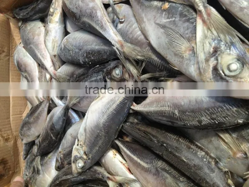 Frozen horse mackerel norway for canned mackerel china seafood