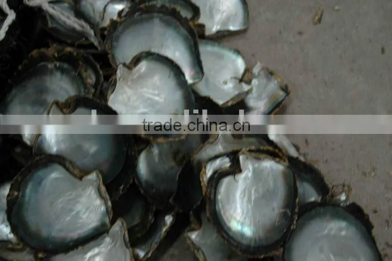 blacklip mother of pearl (MOP) shell raw shells