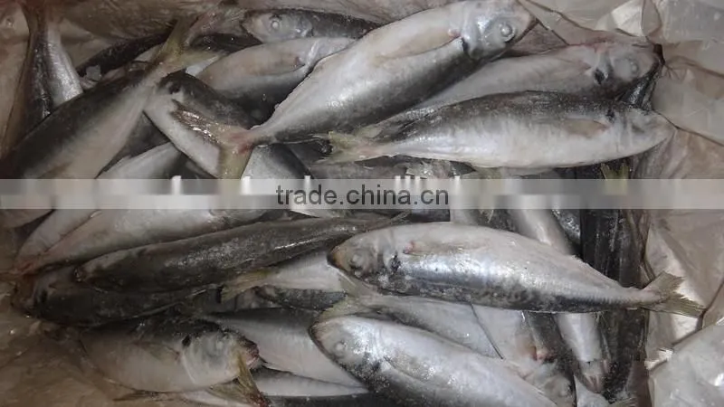 Frozen IQF/BQF Horse Mackerel Fish