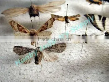 Physical Nylon Head Entomological Pins for Entomologist