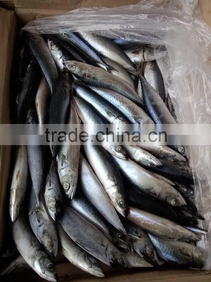 Lighting Caught Frozen Scomber Japonicus FAO61 Pacific Mackerel Fish