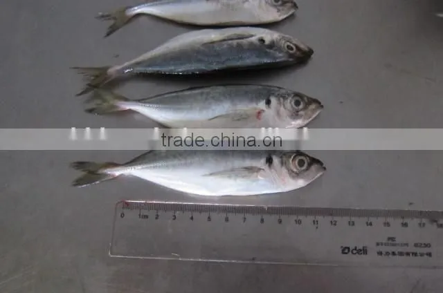 14-16cm Zhejiang original frozen horse mackerel