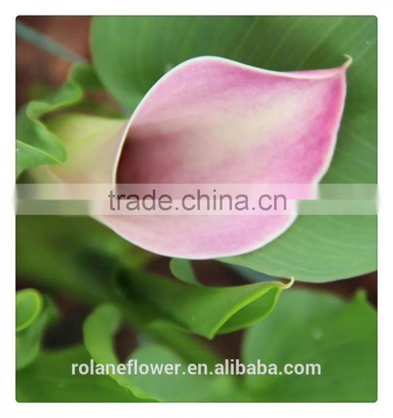 the beautiful pura color fresh cut red calla lily flower to express all over the world