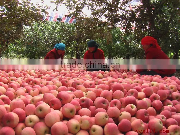 fuji apples Fresh Fuji Apple