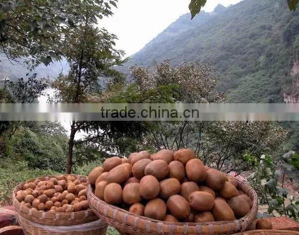 2016 new crop chinese fresh kiwi fruits with good quality