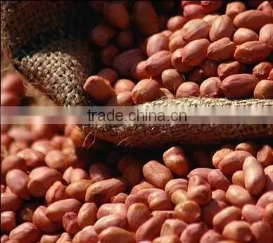 selling peanut kernel