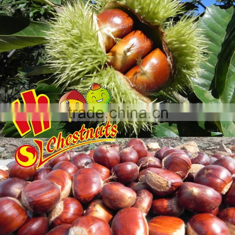 New Crop Fresh Chinese Chestnuts wholesale chestnut