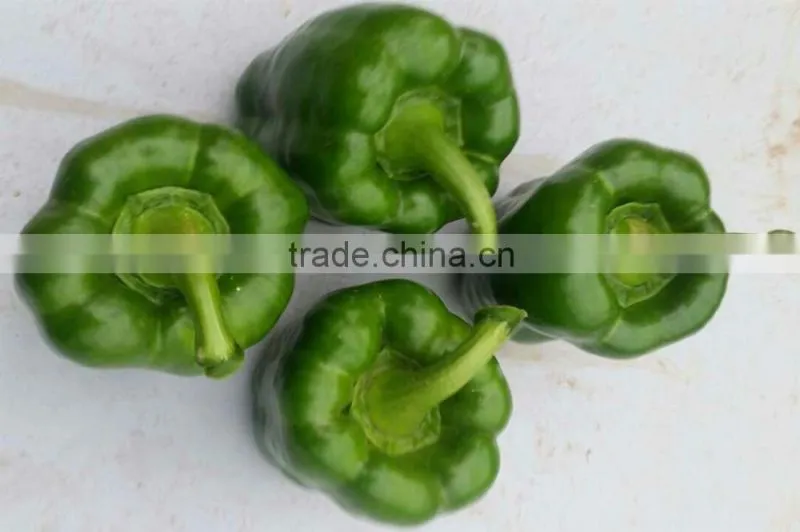 New crop fresh big red capsicum for sale