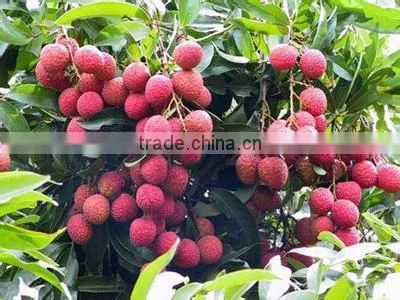 Canned lychee whole in heavy syrup 425g