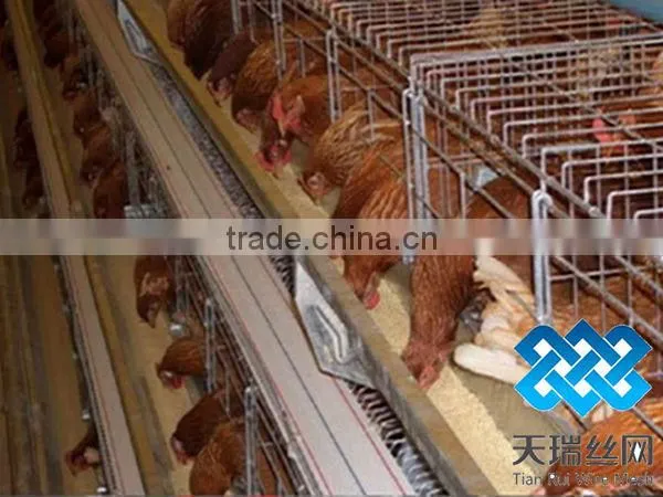 Layer chicken cage (factory)