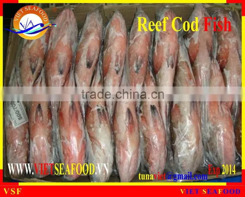 FROZEN WHOLE ROUND REEF COD FISH