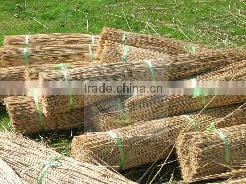 thatching reed bundles for roof