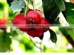 Cinnamon Bark/Cinnamon cassia