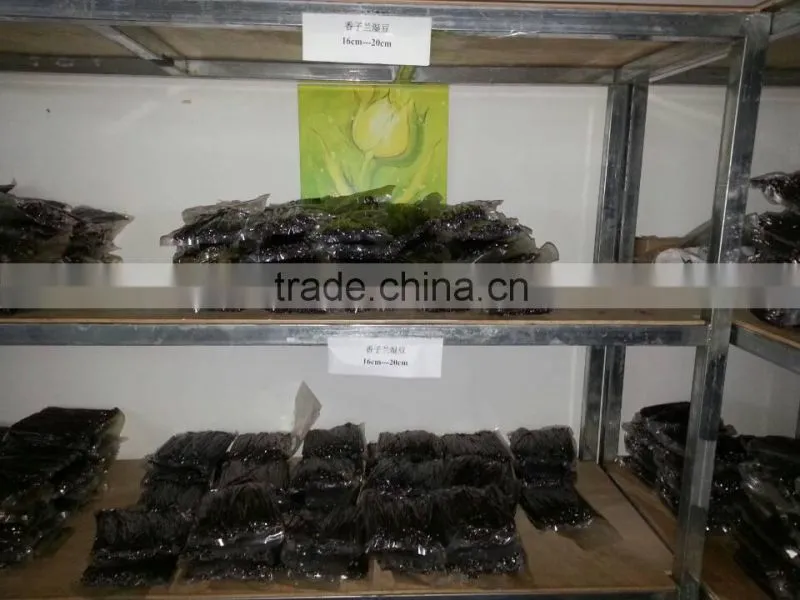 Madagascar Vanilla Beans