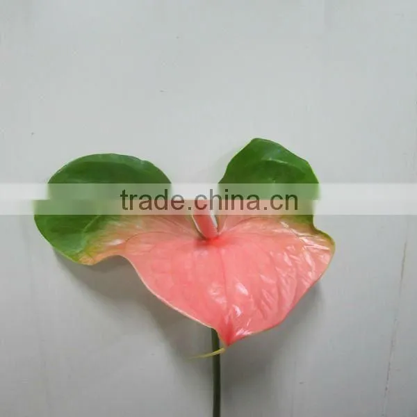 anthurium cut flowers