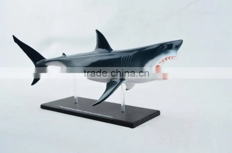 V-AM052 4D MASTER Shark specimens anatomical model