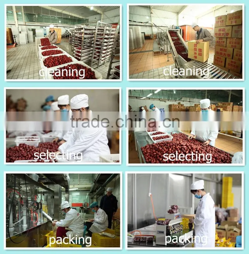 manufacture chinese dried red dates jujube