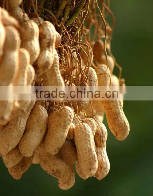supply all kinds of peanut and peanut product