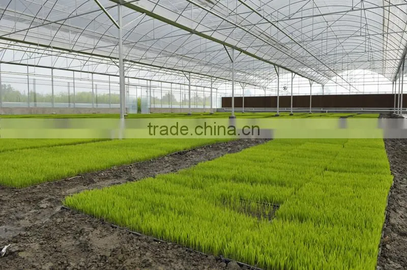 Chengdu Double Layer Plastic Greenhouse On Sale