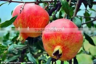 industrial fruit protective bag maker for sale