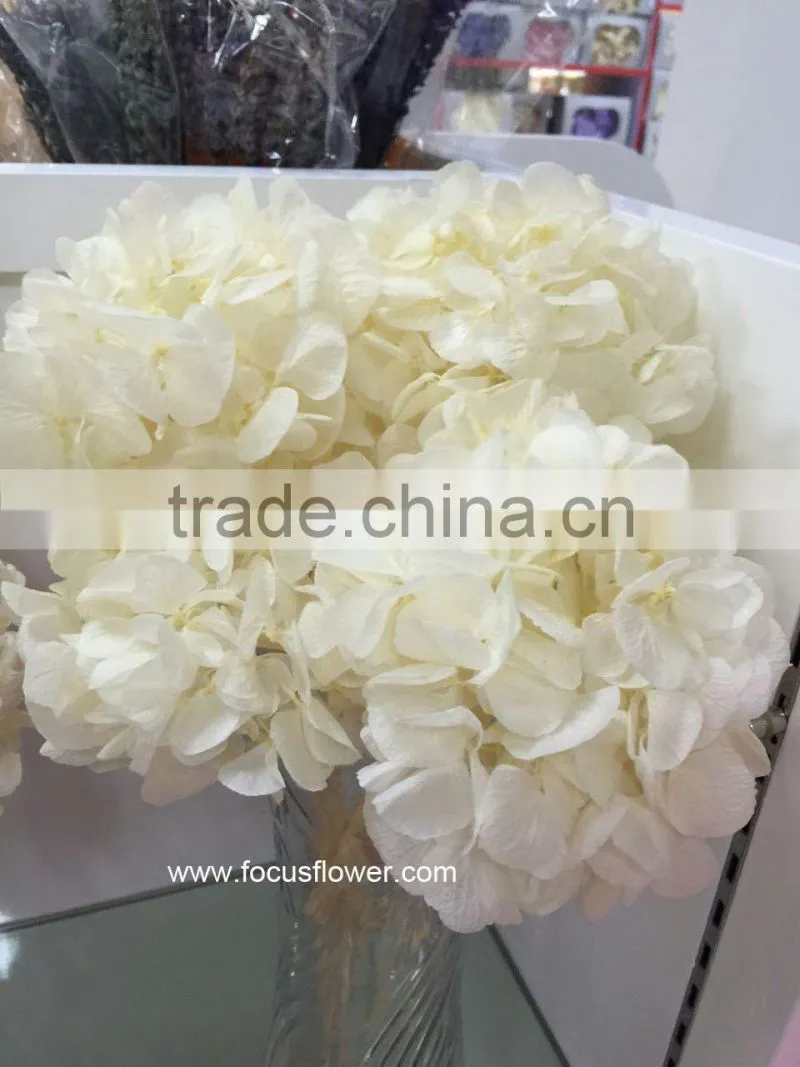 Wholesale Preserved Flower White Hydrangea With High Quality