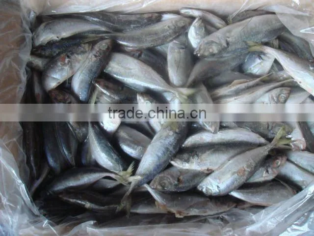 Frozen Horse Mackerel