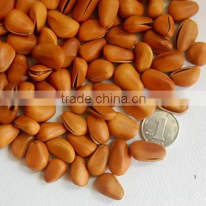 pine nut in shell