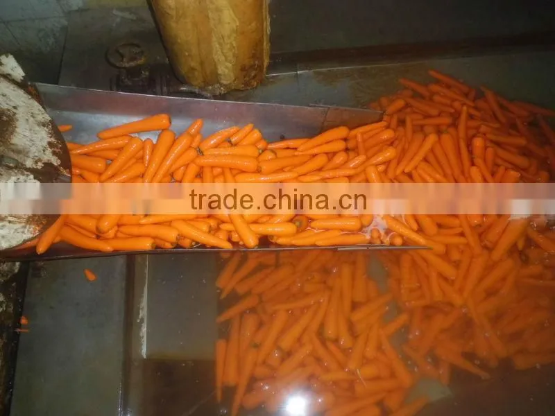Fresh Red Carrot of 100g-150g-200g