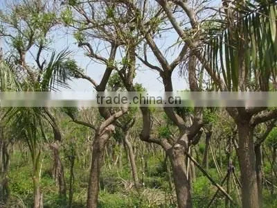 Erythrina crista-galliLinn.
