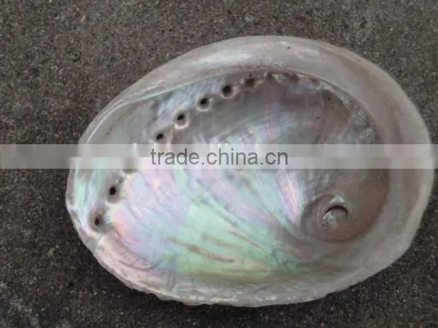 Polished australia abalone seashell paua raw